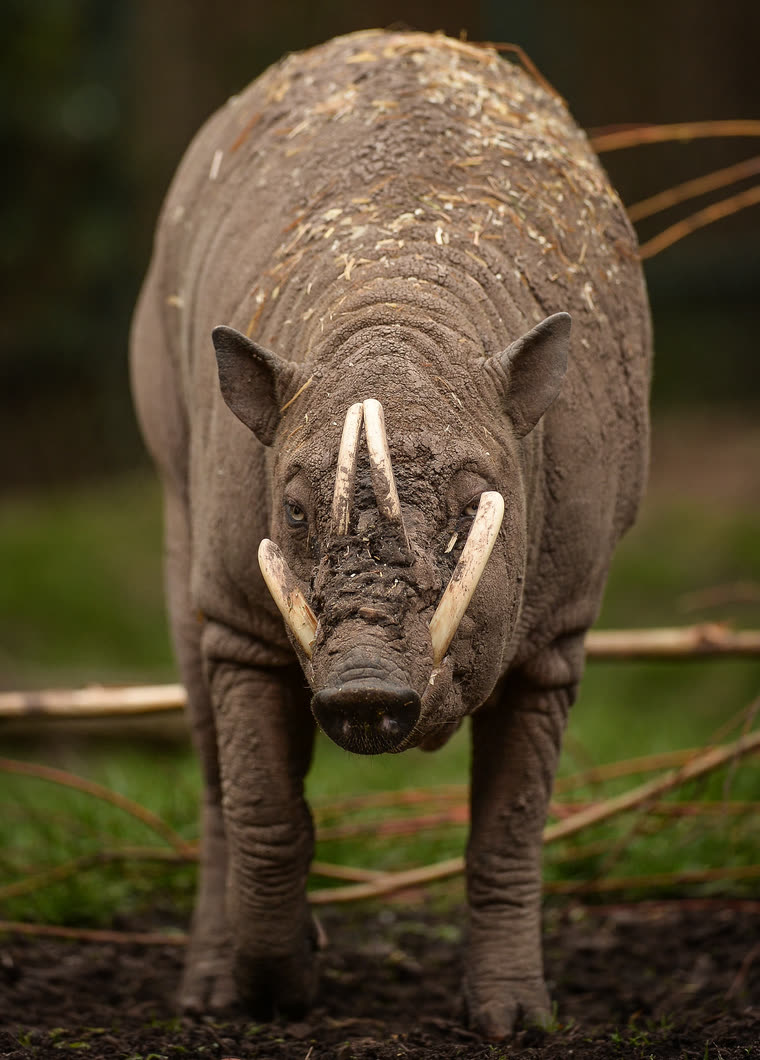 Adult male babirusa at Chester Zoo, tusks erupting through the snout bone