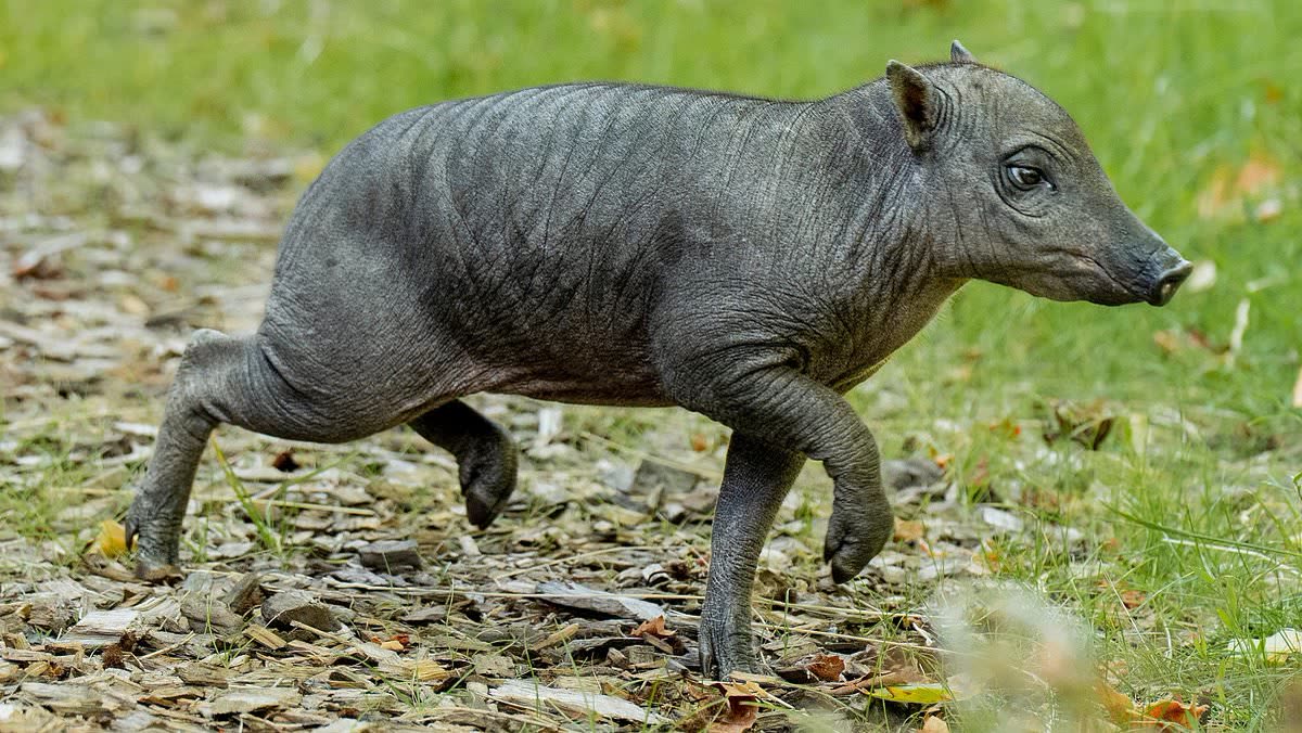 Rana, the babirusa piglet, running at full stride at Chester Zoo