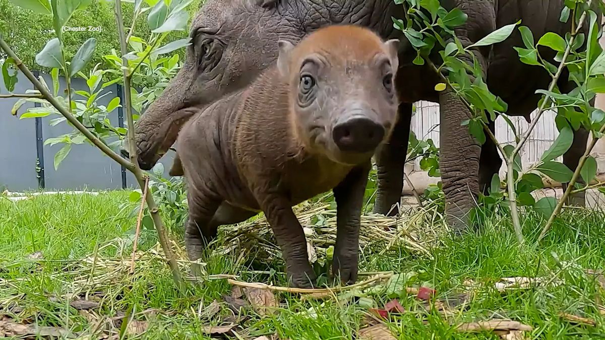 Rana looking into the camera in front of her mother Matano at Chester Zoo