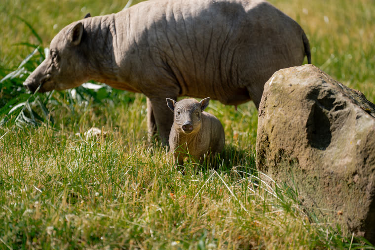 Rana standing in sunlit grass with her mother Matano behind her