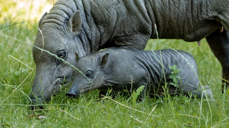 Rana nuzzling her mother Matano in the grass