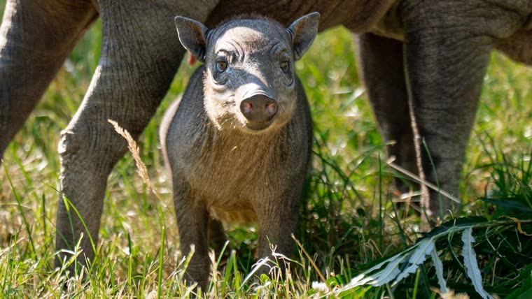 Rana, the babirusa piglet, standing beneath her mother Matano at Chester Zoo