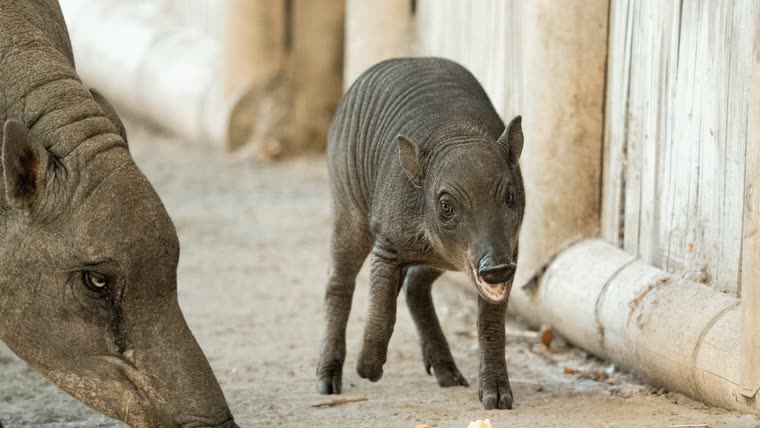 Rana mid-stride beside her mother Matano at Chester Zoo