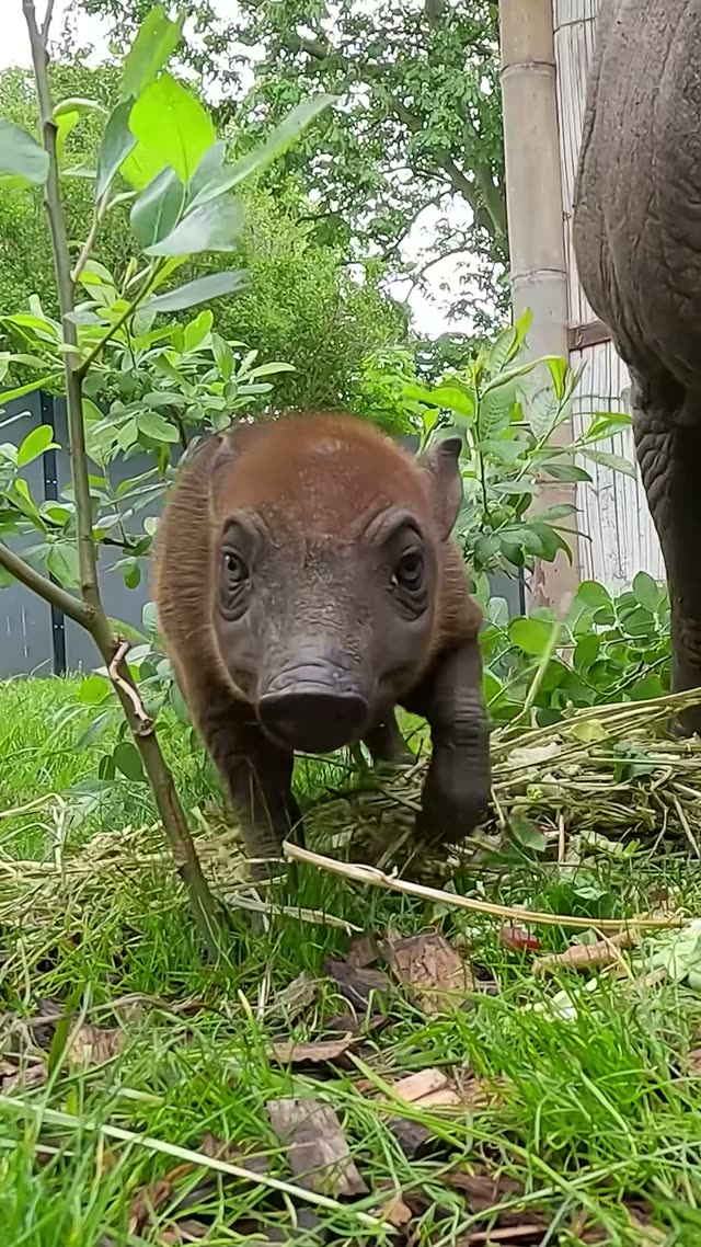 Rana walking towards the camera at Chester Zoo