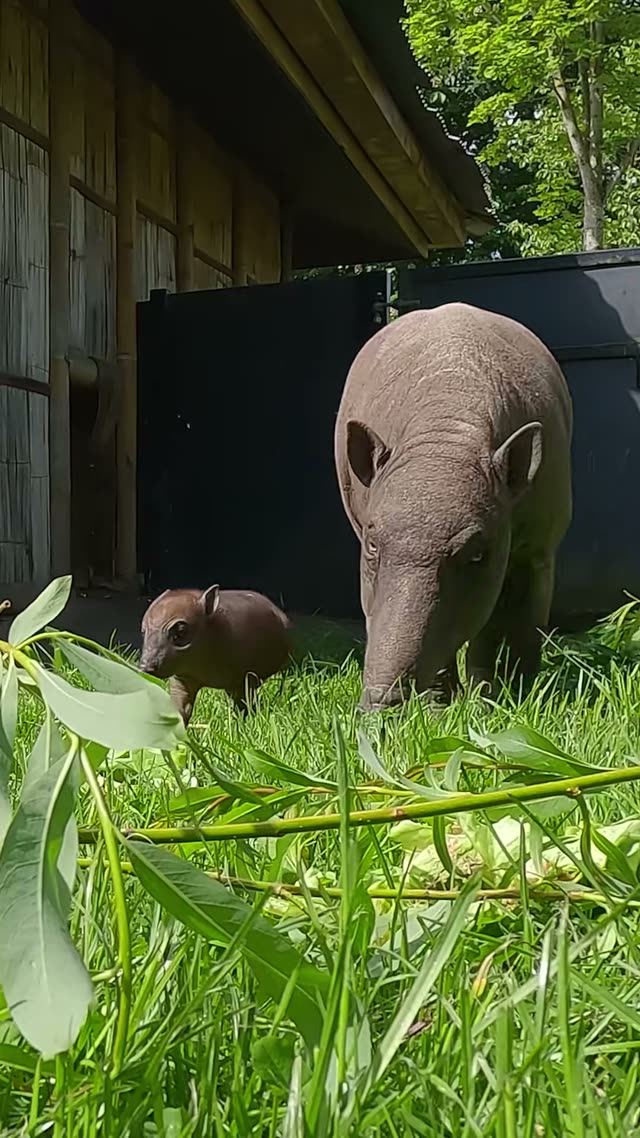 Matano and Rana eating willow browse at Chester Zoo