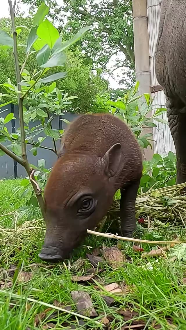 Still from Chester Zoo's TikTok: Rana's snout right up against the lens