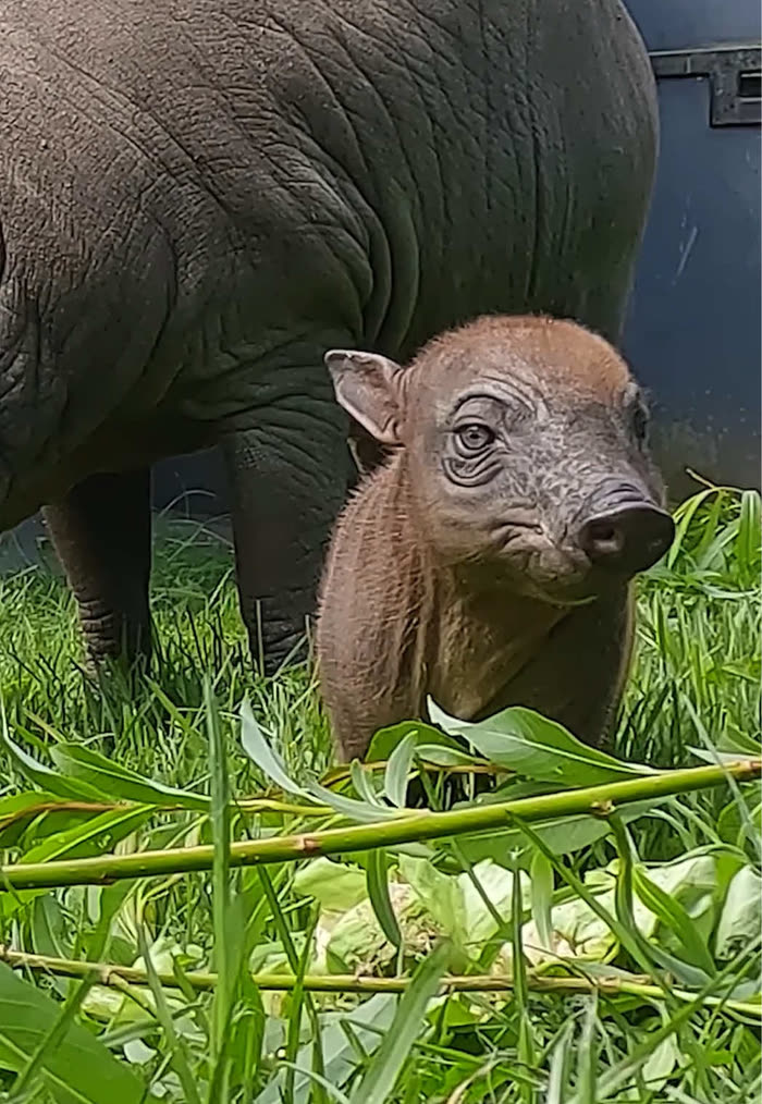 Still from Chester Zoo's TikTok of Rana with mum Matano
