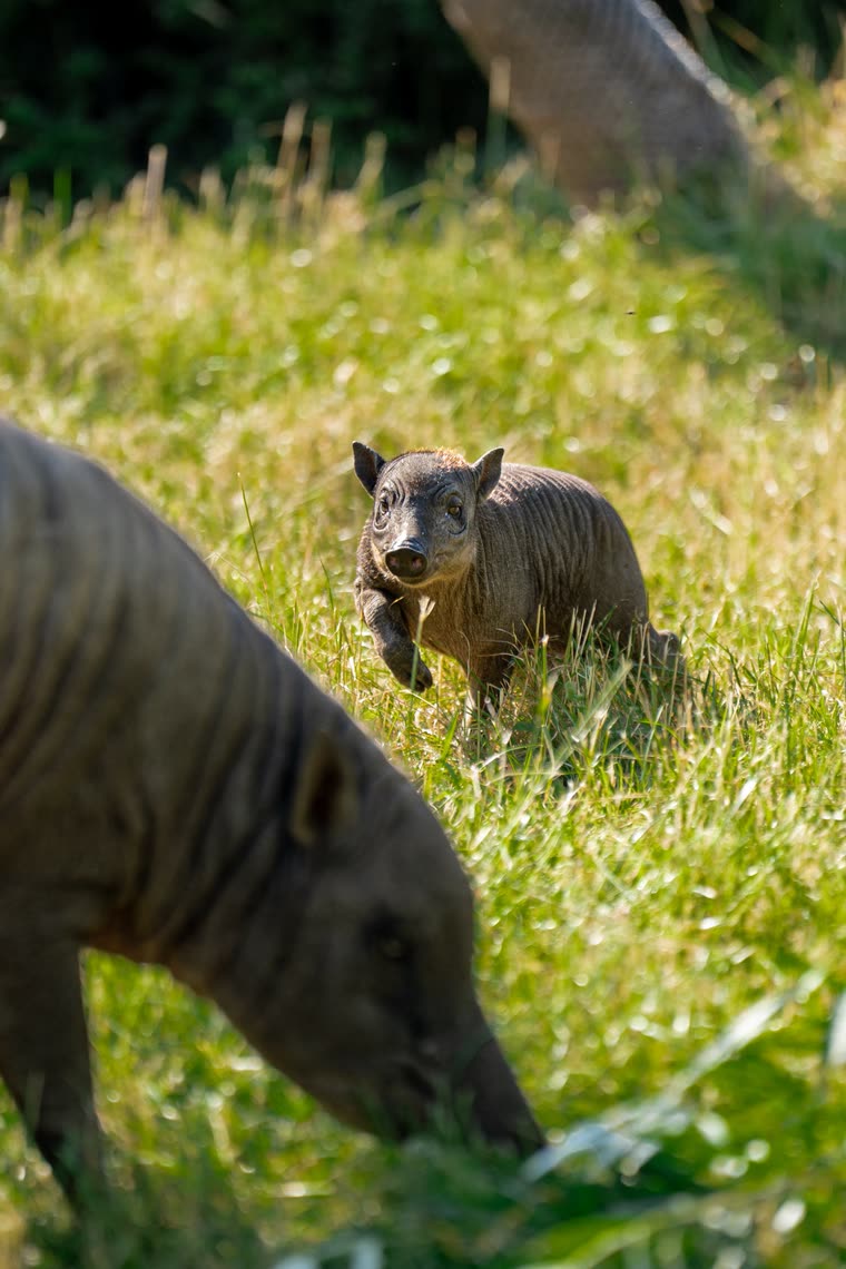Rana trotting through long grass at Chester Zoo